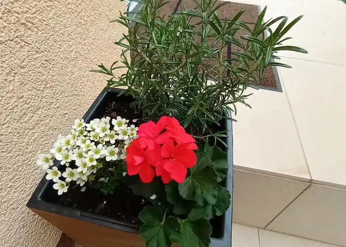 Apartament Sandra - Free Private Parking And Garden Zadar